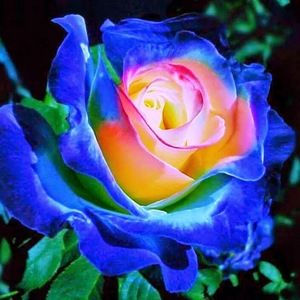 Meet your Posher, Ana